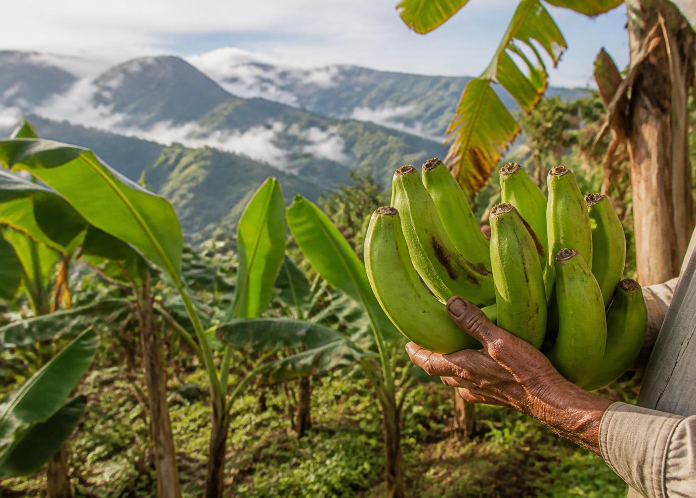 Cultivo de plátano en la región del Viejo Caldas, Colombia